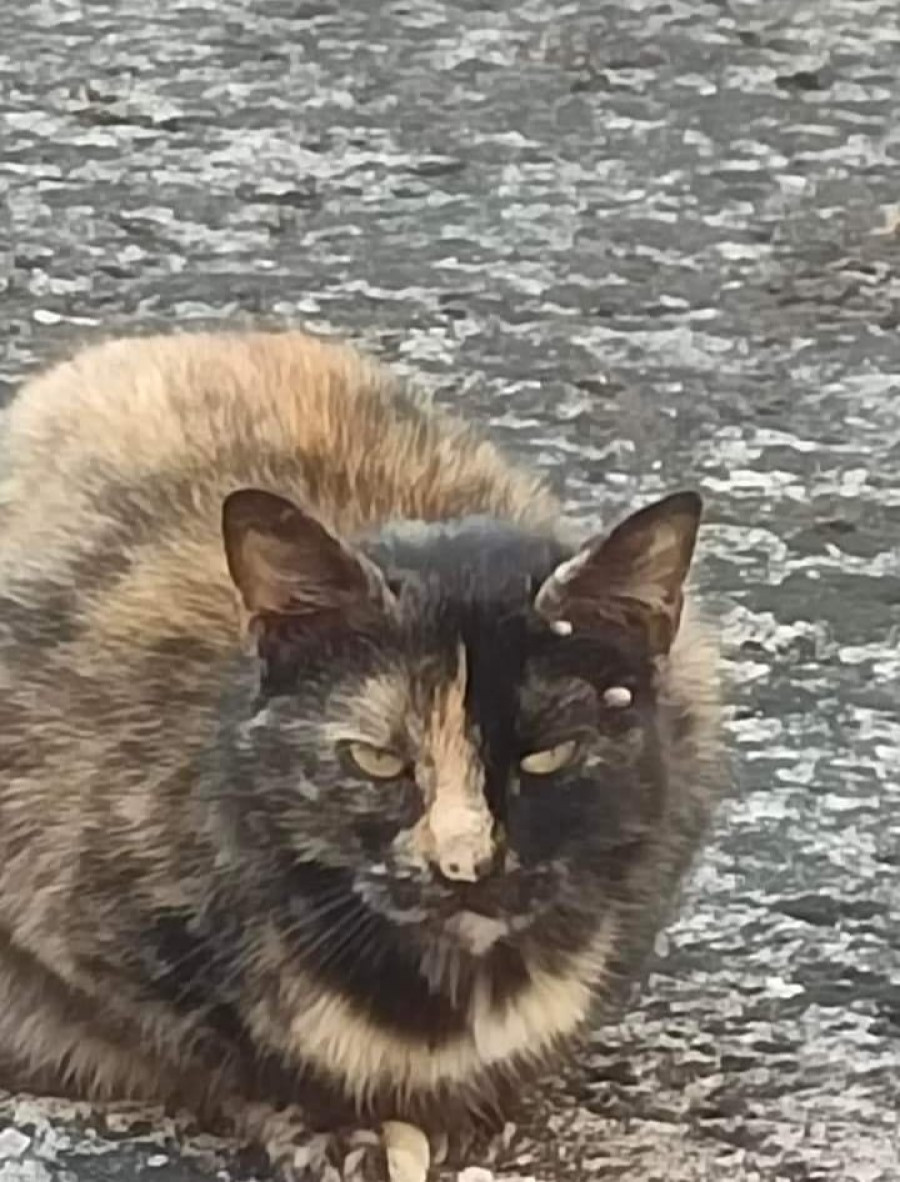 Una plaga de garrapatas y pulgas amenaza a los gatos del Barrio de las Flores