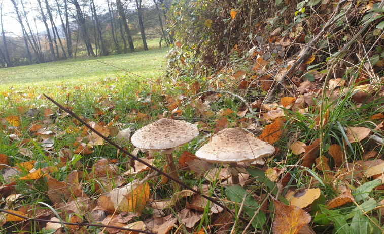 Este 23 de septiembre empieza el otoño en el hemisferio norte