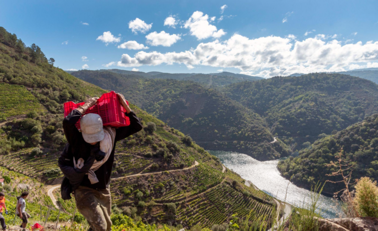 Bodegas Regina Viarum inicia la vendimia en Ribeira Sacra y presenta sus Jornadas Heroicas