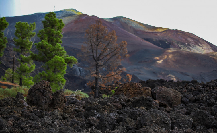 Del erial al vergel: la frontera de la vida en el borde de la colada, dos años después de la erupción en La Palma