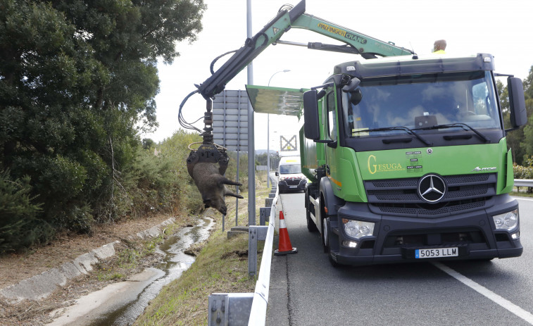 El cadáver de un jabalí pasa dos días en una cuneta de la Tercera Ronda, en A Coruña