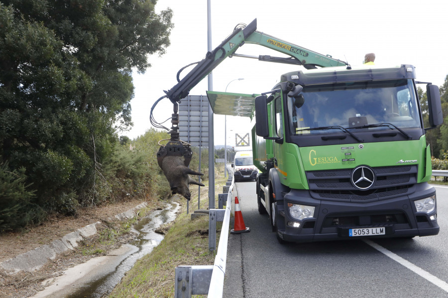 El cadáver de un jabalí pasa dos días en una cuneta de la Tercera Ronda, en A Coruña