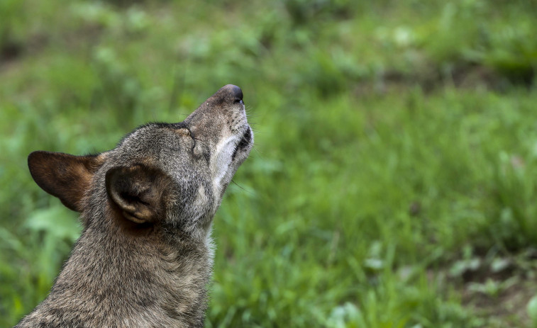 Las plataformas ecologistas enseñan los dientes en defensa del lobo en la UE