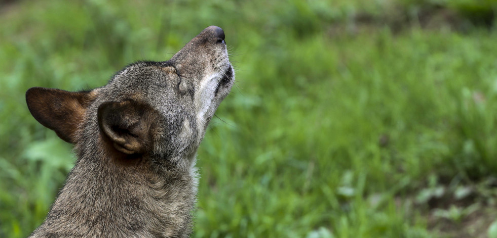 La Xunta aportó más de 700.000 euros a ganaderos para compensar ataques de lobos en 2023