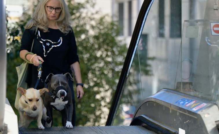 La ley de bienestar animal que entra hoy en vigor: preguntas y respuestas