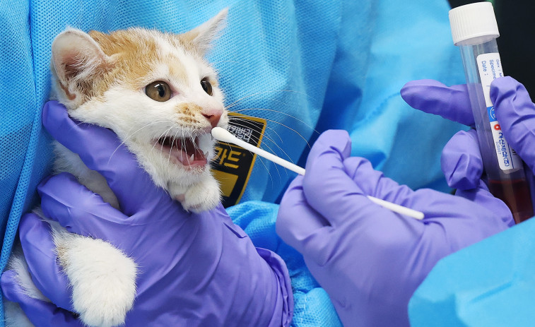 Queda atrapada en un tragaluz en Viveiro al intentar rescatar a su gato