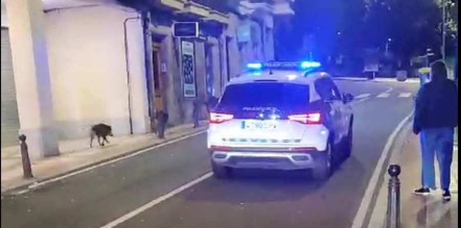 Los jabalíes se acercaron la pasada noche hasta la plaza de María Pita