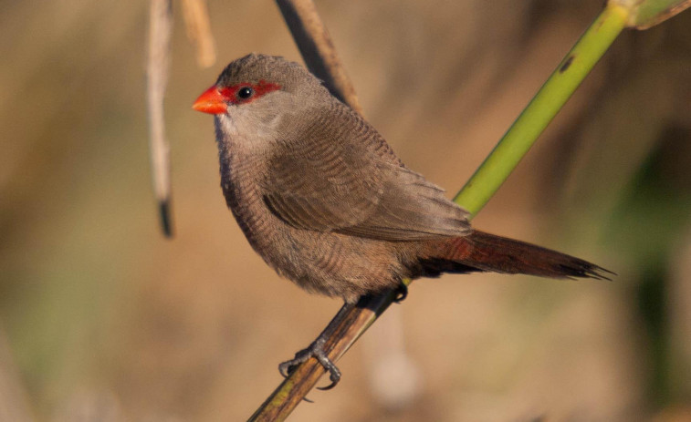 Denunciado en Lugo por cazar pájaros de forma furtiva con jaulas en árboles
