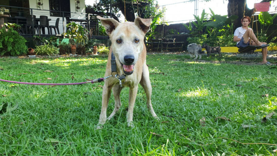 Morgan, el "Hachiko filipino" que esperó un año a su amo muerto en el hospital