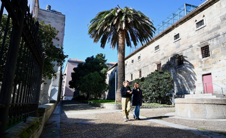 El picudo rojo obliga a talar cerca de una decena de palmeras en A Coruña en los próximos días