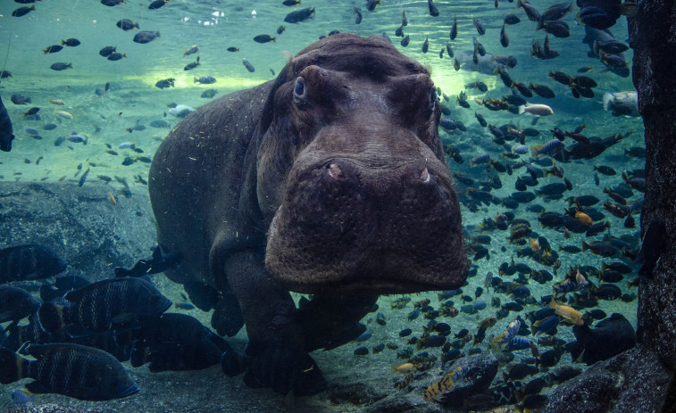 Muere Raff, el emblemático hipopótamo de Valencia, a los 40 años