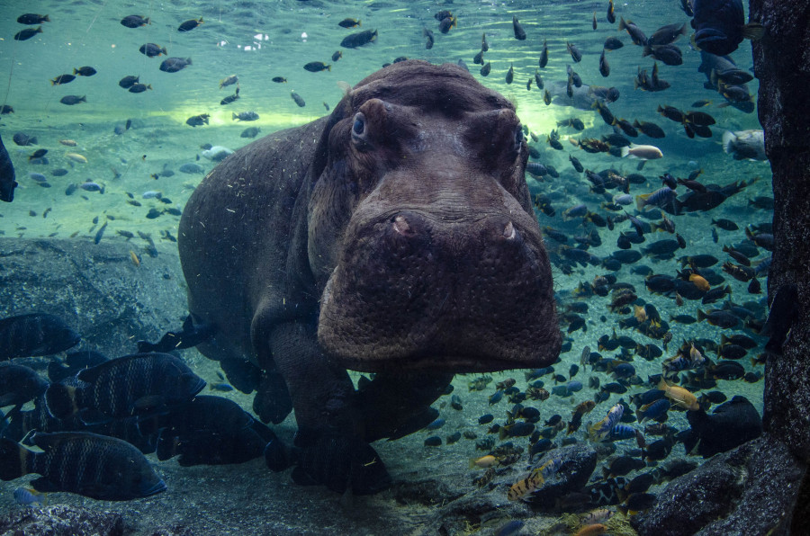 Muere Raff, el emblemático hipopótamo de Valencia, a los 40 años