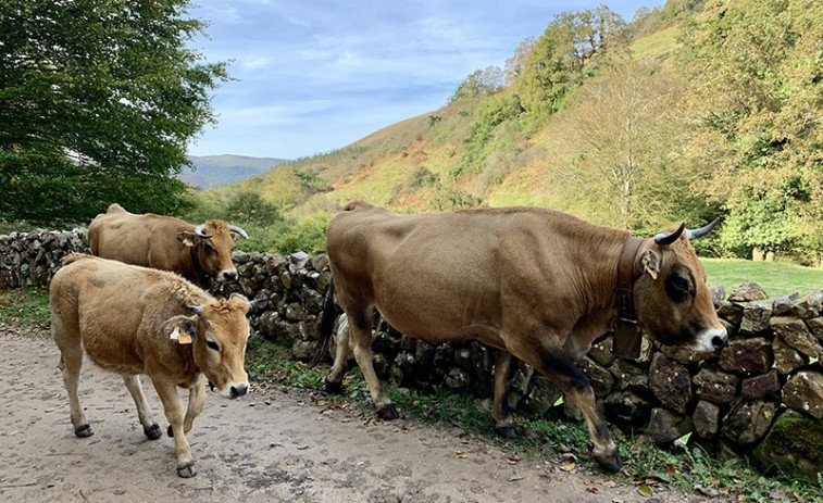 La enfermedad hemorrágica epizoótica deja una decena de vacas muertas en Galicia