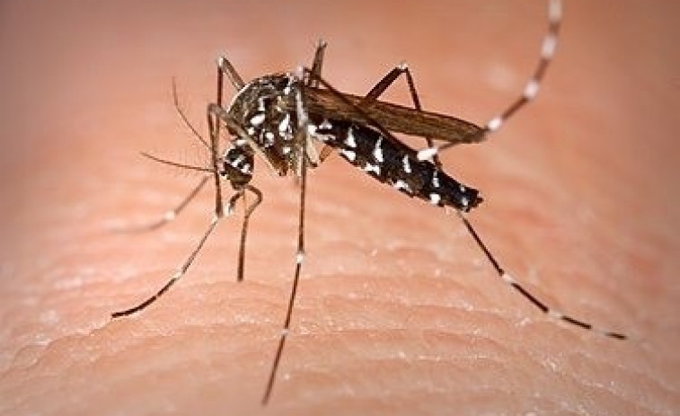 Recomiendan repelente ante la aparición de mosquitos tigre en colegios de Vigo