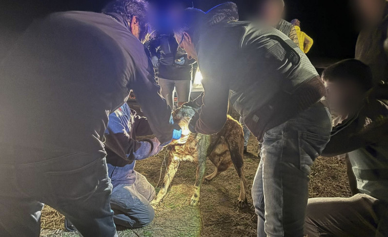 Herida grave una niña de 5 años atacada por un perro en Fornelos de Montes