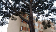 El BNG alerta del desprendimiento de ramas de un árbol del Barrio de las Flores