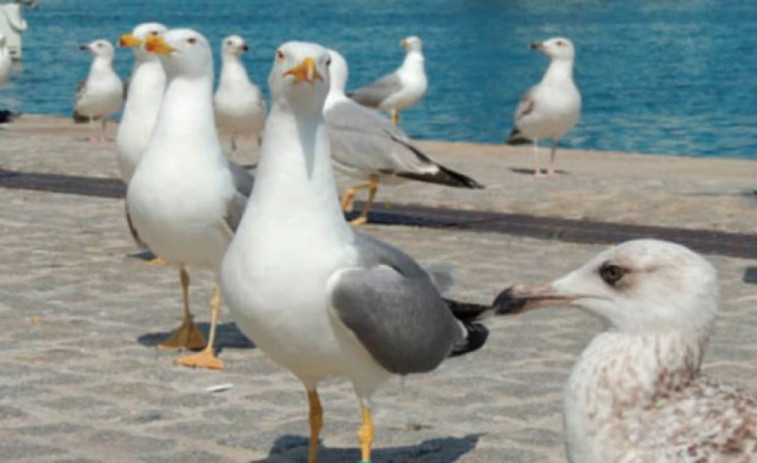 El Oceanográfico de A Coruña y el Ceida investigan cómo evitar que aves marinas mueran durante las tareas de pesca