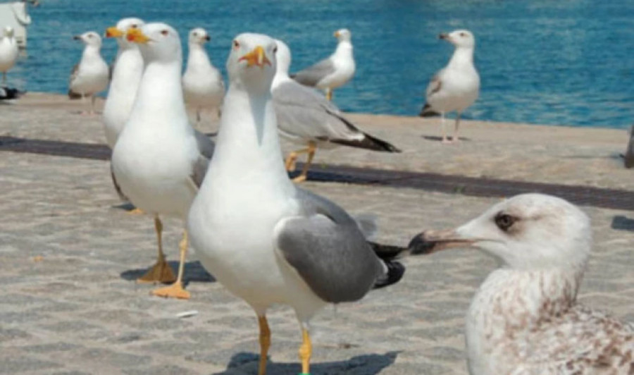 El Oceanográfico de A Coruña y el Ceida investigan cómo evitar que aves marinas mueran durante las tareas de pesca