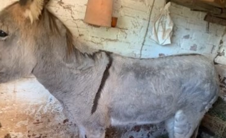 Denunciado un hombre por arrastrar un burro por la carretera atado al coche