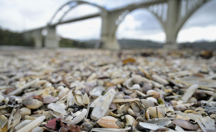 O Pedrido luce 'manto' de lujo: mariscos en vez de arena