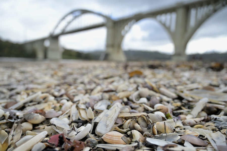 O Pedrido luce 'manto' de lujo: mariscos en vez de arena