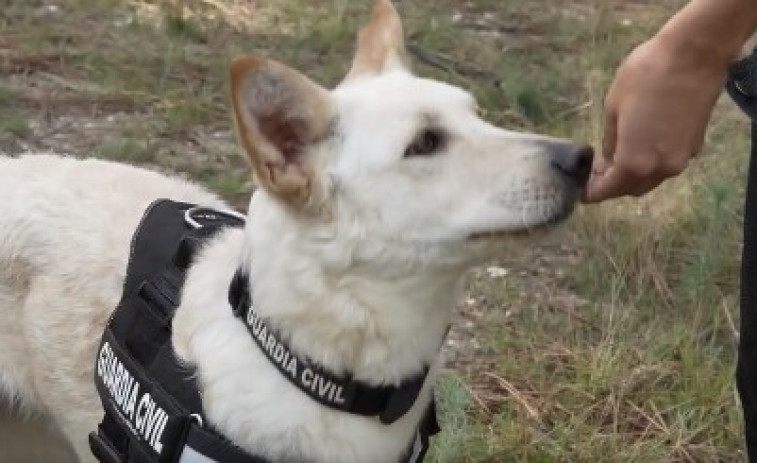 Bica, la primera perra can de palleiro de la Guardia Civil