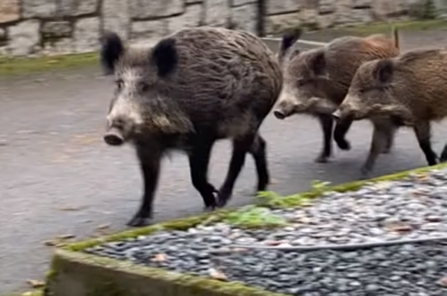 Una nueva familia de jabalíes se pasea por la Tercera Ronda de A Coruña
