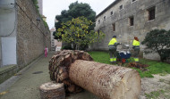 A Coruña pierde otras tres palmeras infectadas por la plaga del picudo rojo