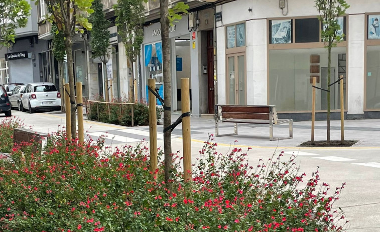 El Ayuntamiento defiende el arbolado de Pla y Cancela como “una necesidad”