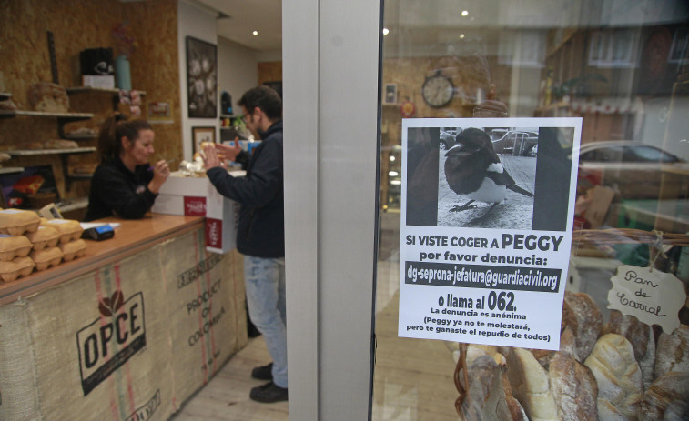 Final feliz para Peggy, la urraca desaparecida en Os Mallos: está en Santa Cruz