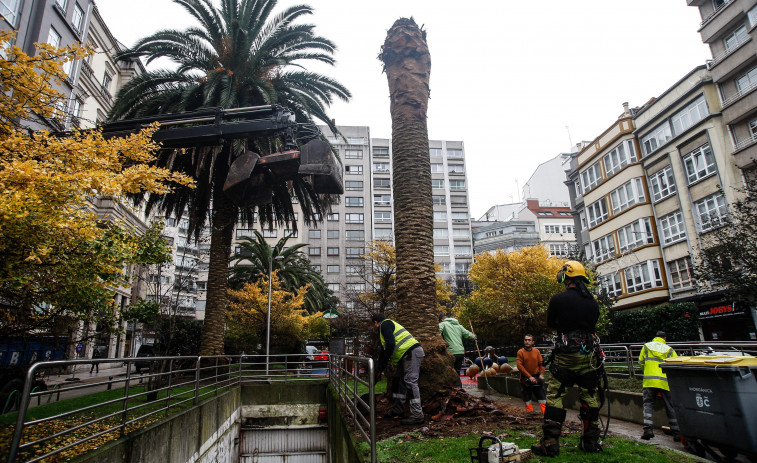 La plaza de Maestre Mateo de A Coruña pierde sus palmeras por el picudo