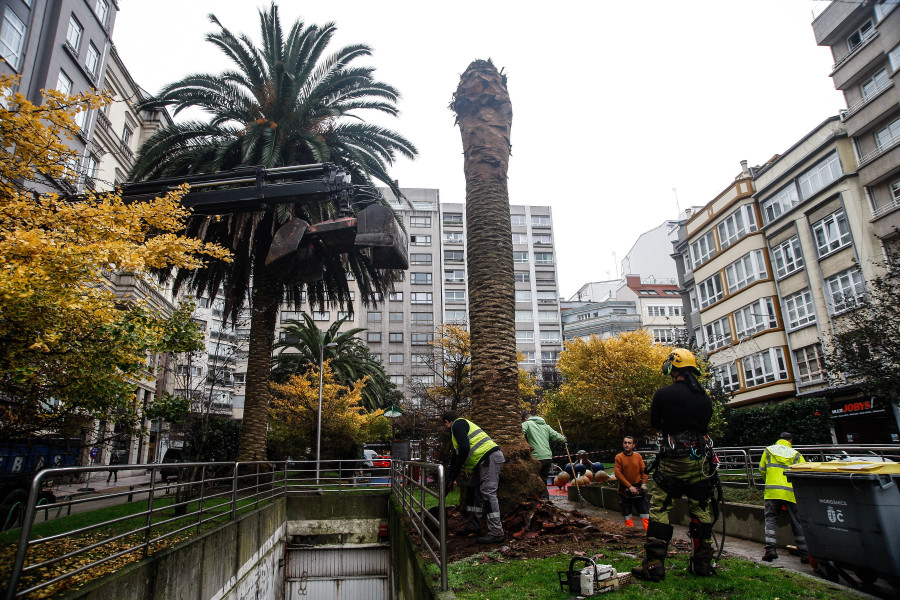 La plaza de Maestre Mateo de A Coruña pierde sus palmeras por el picudo