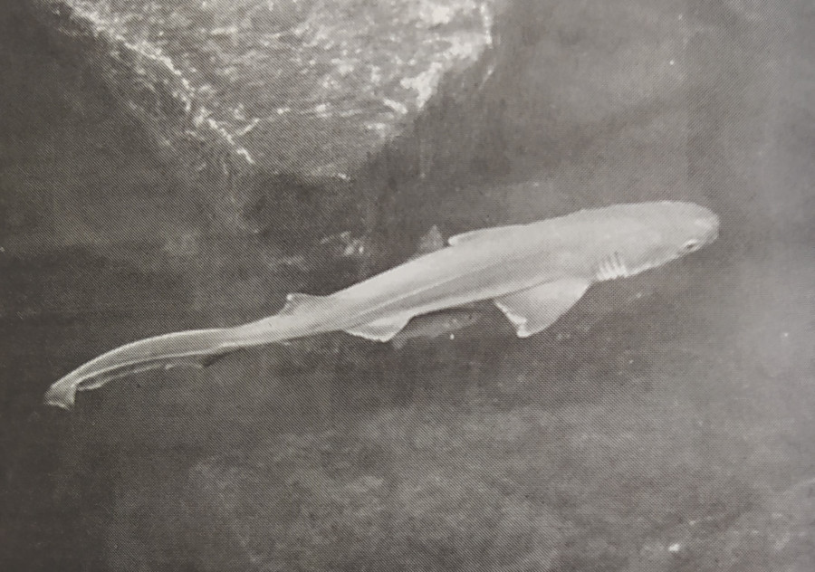 Hace 25 años | Un tiburón, primer habitante de la Casa de los Peces, y rodaje en Labañou
