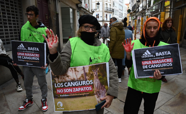 A Coruña pide protección para los canguros australianos