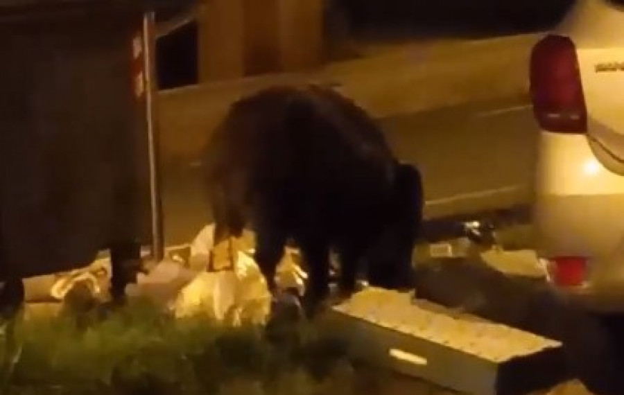 Un jabalí irrumpe en el centro de Meicende, en Arteixo