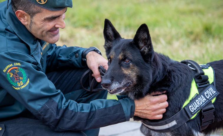 Dora se jubila tras 10 años 'pillando' droga para la Guardia Civil