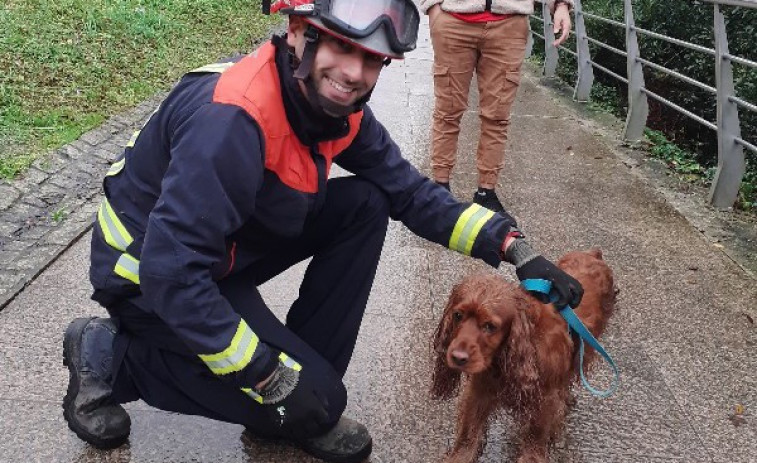 Rescatado en Cambre un perro que se había caído a la ría de O Burgo