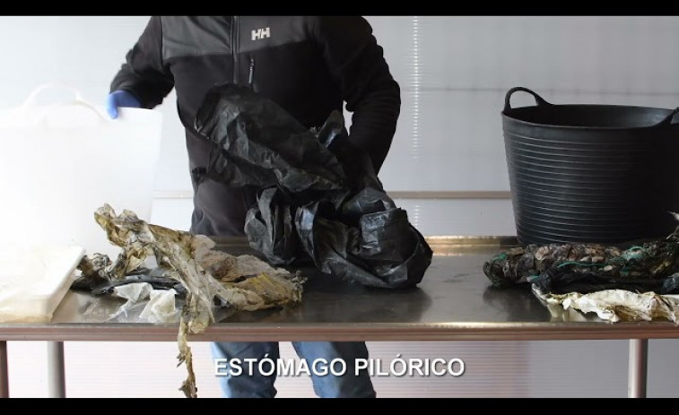 La Cemma muestra todo el plástico que se halló en el interior de un cetáceo varado en A Coruña