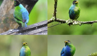 Avistan en Colombia un raro ejemplar de un pájaro mitad macho y mitad hembra