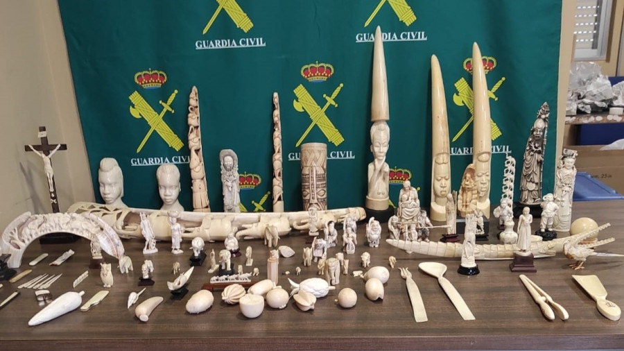 Investigan a un vecino de Pontevedra por tráfico de tallas de marfil de elefantes, orcas e hipopótamos