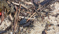 Los pellets llegan a la playa de Perbes en Miño