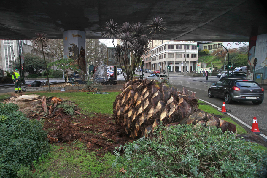 Cuatro Caminos pierde una palmera por el picudo rojo
