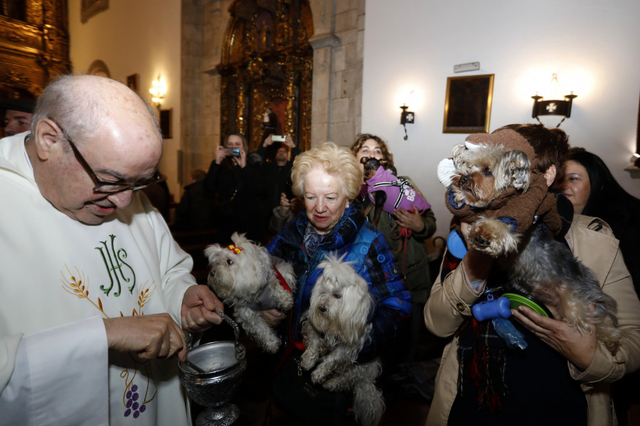 Las mascotas respondieron "guau" a la bendición de San Antonio Abad en A Coruña