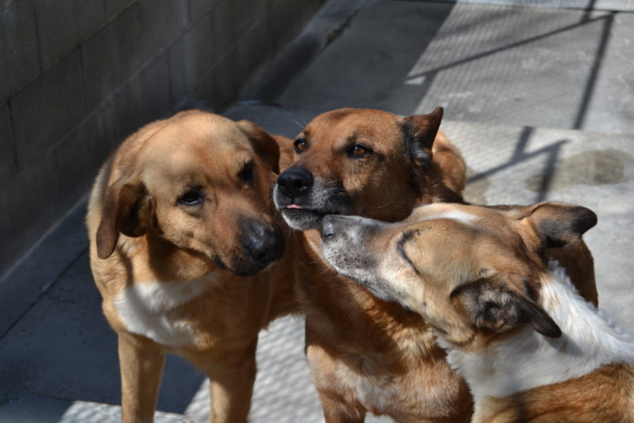 El Ayuntamiento destina 40.000 euros a mejorar el refugio animal de Bando