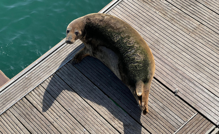 Una foca de cien kilos visita la zona de Oza en A Coruña