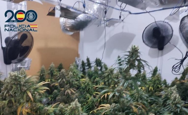 Detenida una pareja que obligaba a sus hijos a dormir en el salón para cultivar marihuana en las habitaciones