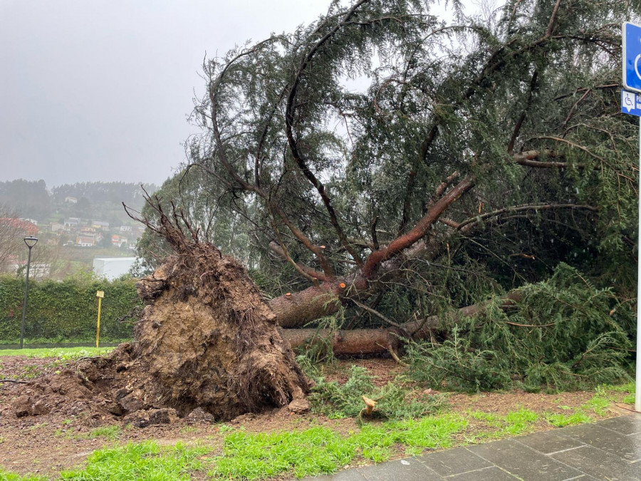 El temporal derriba un árbol de grandes dimensiones en A Barcala