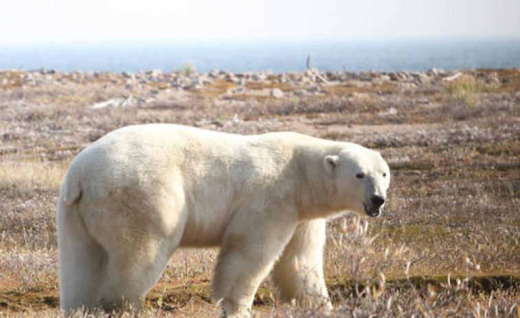 Los osos polares corren el riesgo de morir de inanición si el verano ártico se alarga