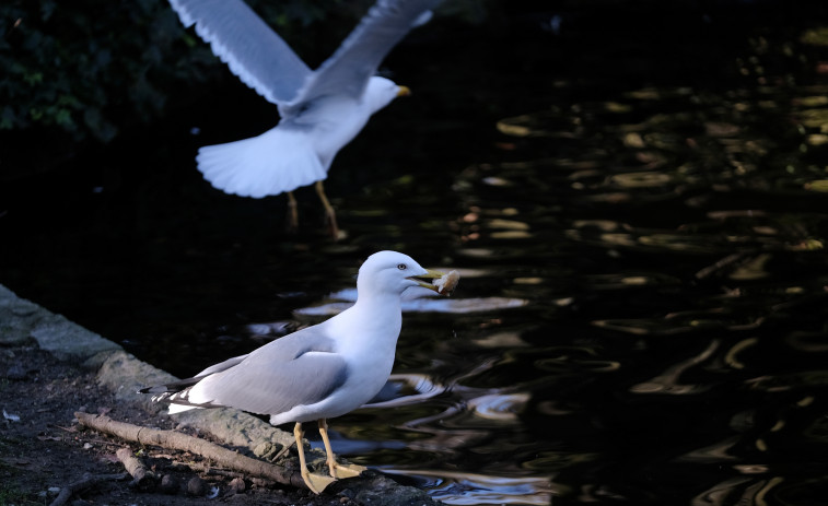 Las gaviotas trasladan cientos de kilos de plástico de los vertederos a reservas naturales