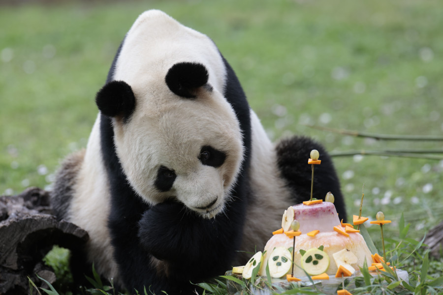 Los cinco pandas del zoo de Madrid se marchan a China a final de mes